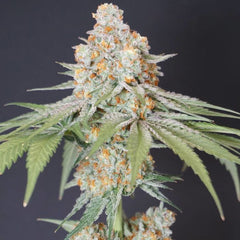 Sweets Tini Regular Weed Seeds by Karma Genetics