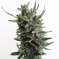Automatic Critical Hog Feminised Cannabis Seeds by T.H.Seeds