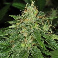 S.A.G.E Female Cannabis Seeds by T.H.Seeds