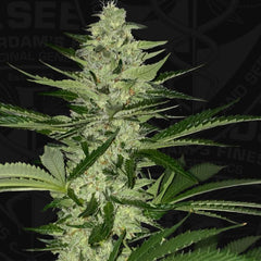 MelonSicle Feminized Cannabis Seeds by T.H.Seeds (Bastards Line)