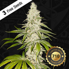 Mont Blanc Female Cannabis Seed by T.H.Seeds
