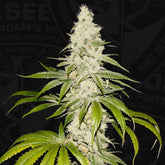Mont Blanc Female Cannabis Seed by T.H.Seeds