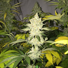 Tangie Ghost Train Female Cannabis Seeds by Little Chief Collabs