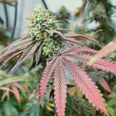 Tiizer Regular Weed Seeds By Spitfire Genetics