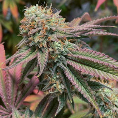 Tiizer Regular Weed Seeds By Spitfire Genetics