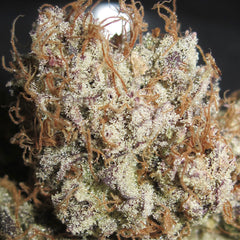 Titty Twister Female Cannabis Seeds By Ultra Genetics