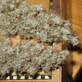 Afro Jam Haze Regular Cannabis Seeds by Ultra Genetics