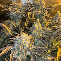 Watzapp Regular Weed Seeds by Spitfire Genetics