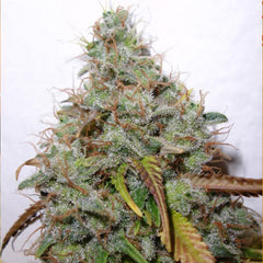 White Berry Female Cannabis Seeds by Paradise Seeds