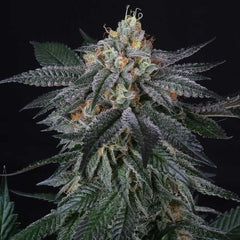Zai Zai Female Cannabis Seeds by Perfect Tree