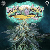 Zai Zai Female Cannabis Seeds by Perfect Tree