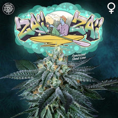 Zai Zai Female Cannabis Seeds by Perfect Tree