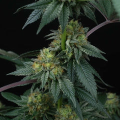 Zai Zai Regular Cannabis Seeds by Perfect Tree