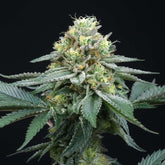 Zai Zai Regular Cannabis Seeds by Perfect Tree