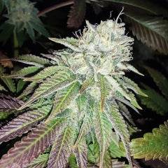 Zour Lemon Regular Cannabis Seeds by Karma Genetics