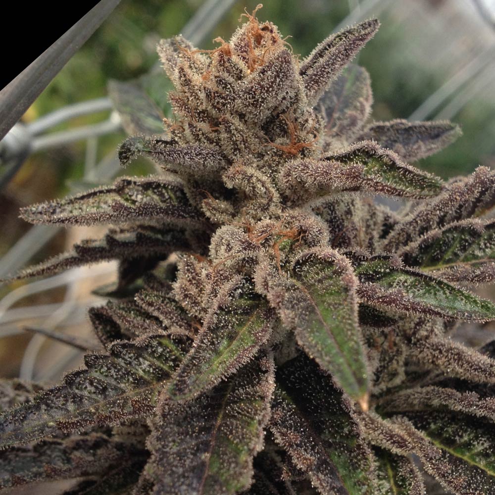 501st OG by Rare Dankness