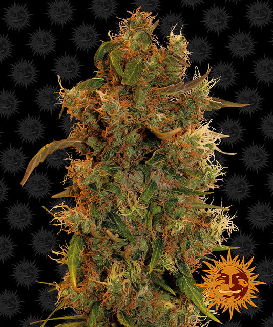 8 Ball Kush by Barneys Farm