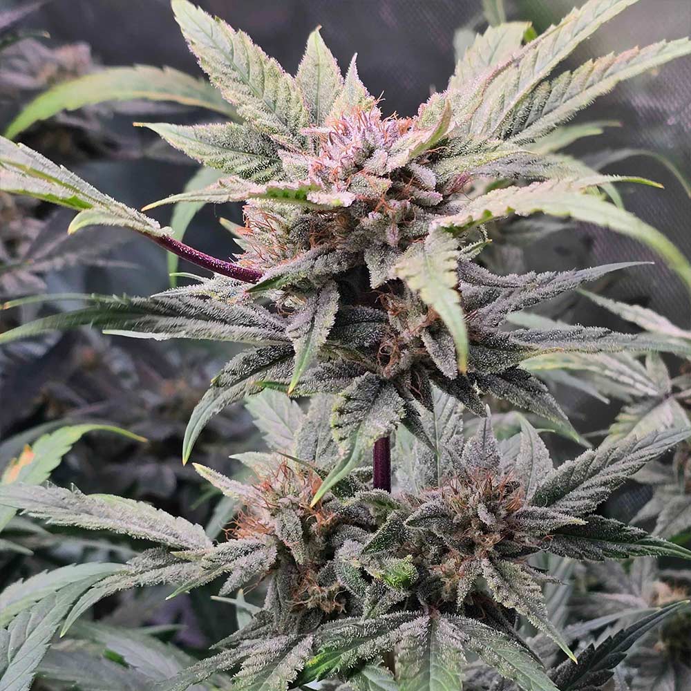 91 Bananas by Night Owl Seeds