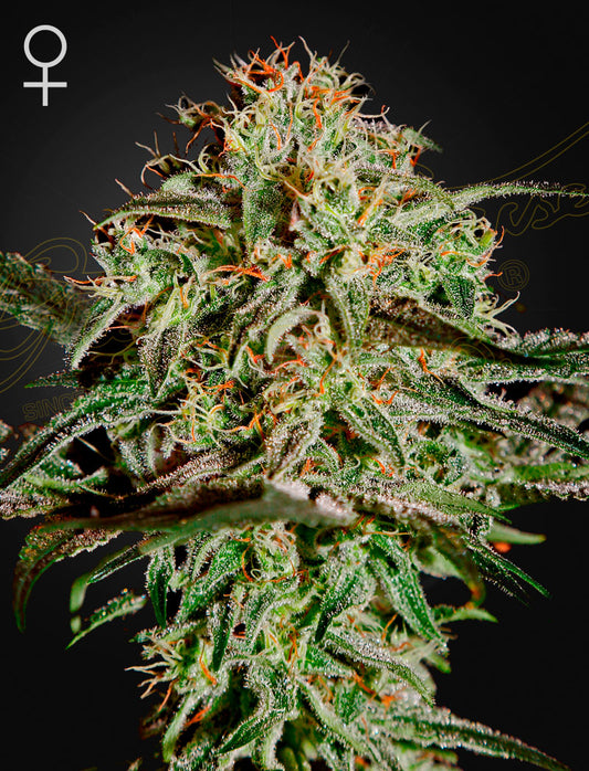 A.M.S by Green House Seed Co.