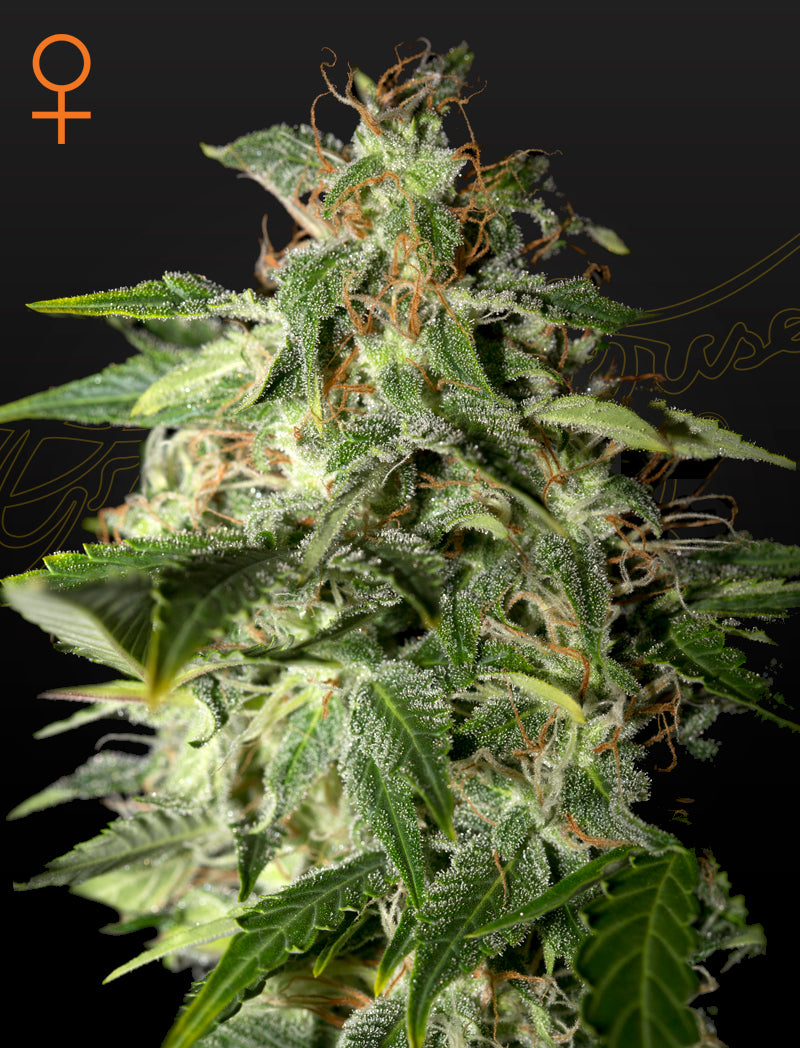 Afgooey by Strain Hunters