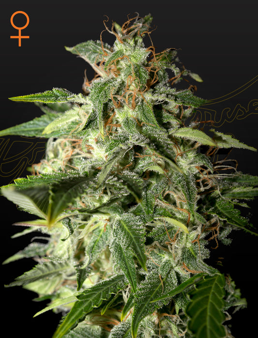 Afgooey by Strain Hunters