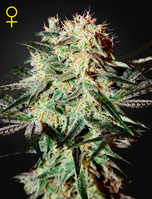 Arjan's Strawberry Haze by Green House Seed Co.