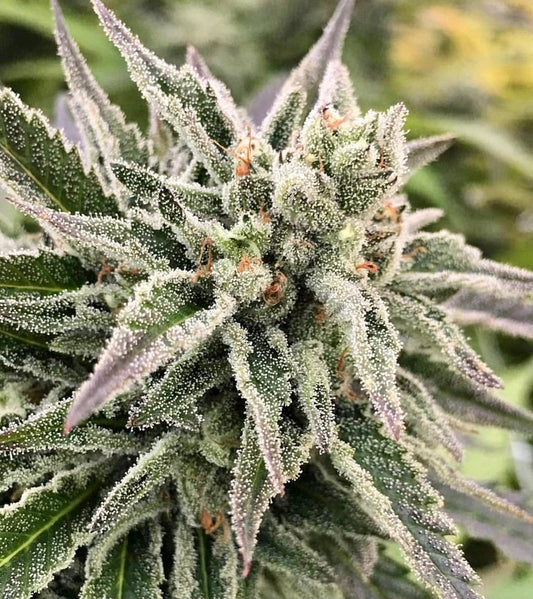Auto Guav by Crockett Family Farms