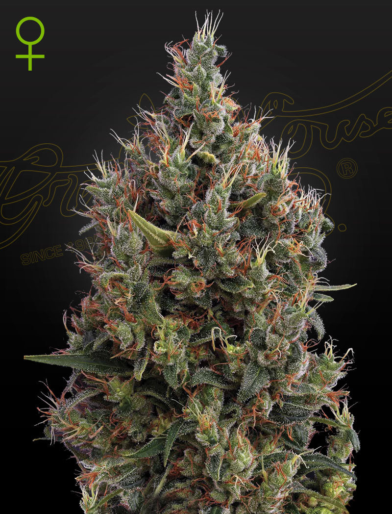 Auto Big Bang by Green House Seed Co.