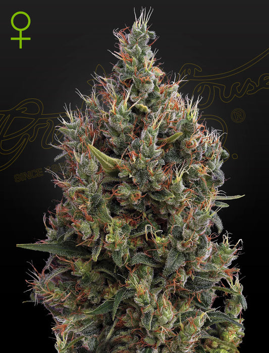 Auto Big Bang by Green House Seed Co.