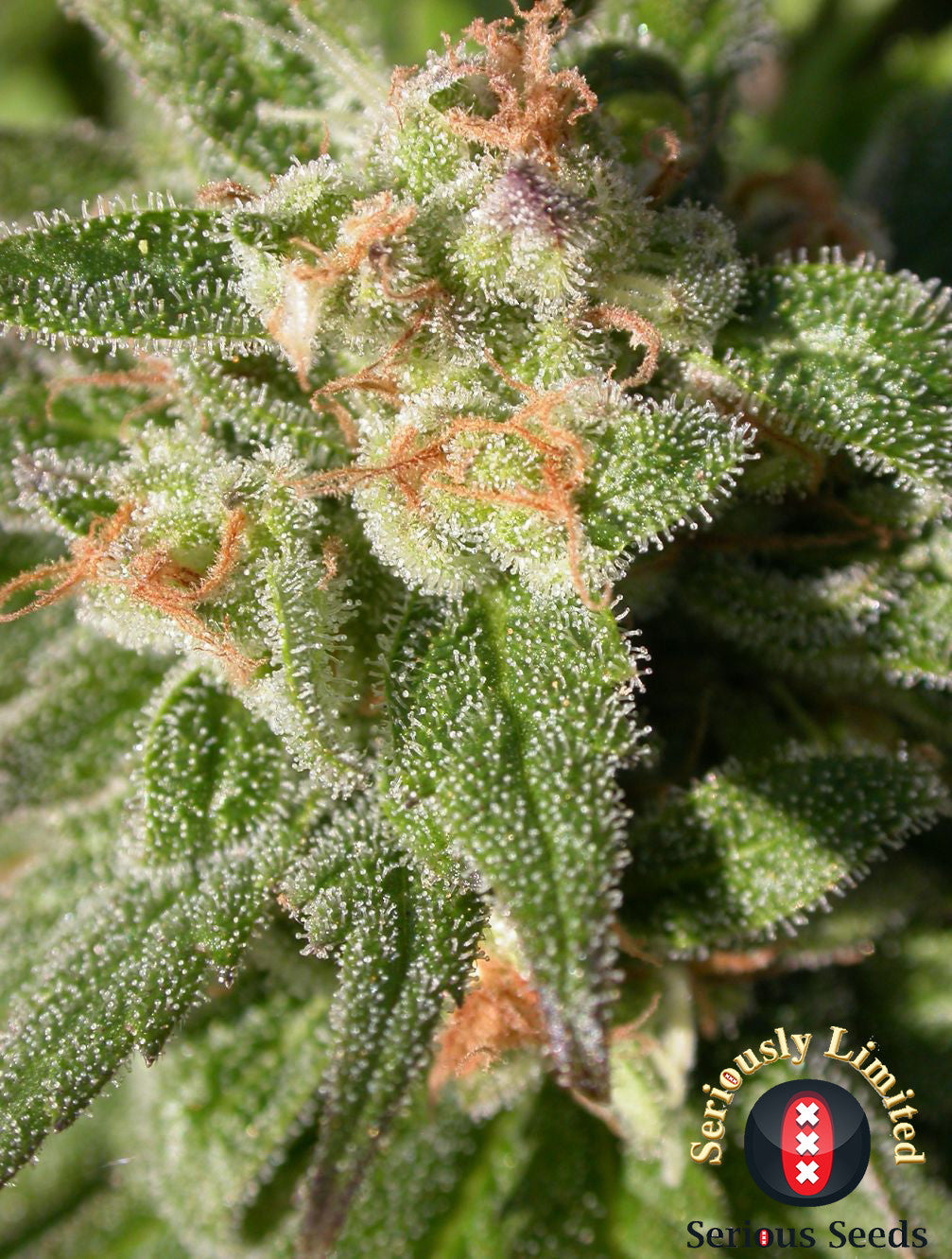 CBD Warlock by Serious Seeds