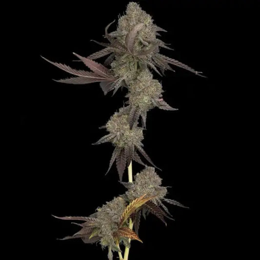 Auto DNA Cake by DNA Genetics