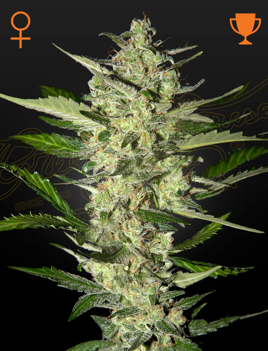 Flowerbomb Kush by Strain Hunters