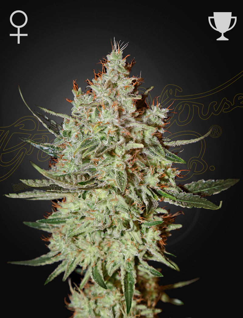 Cheese by Green House Seed Co.