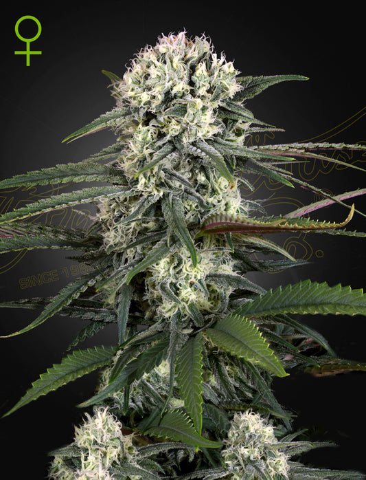 Auto Bomb by Green House Seed Co.