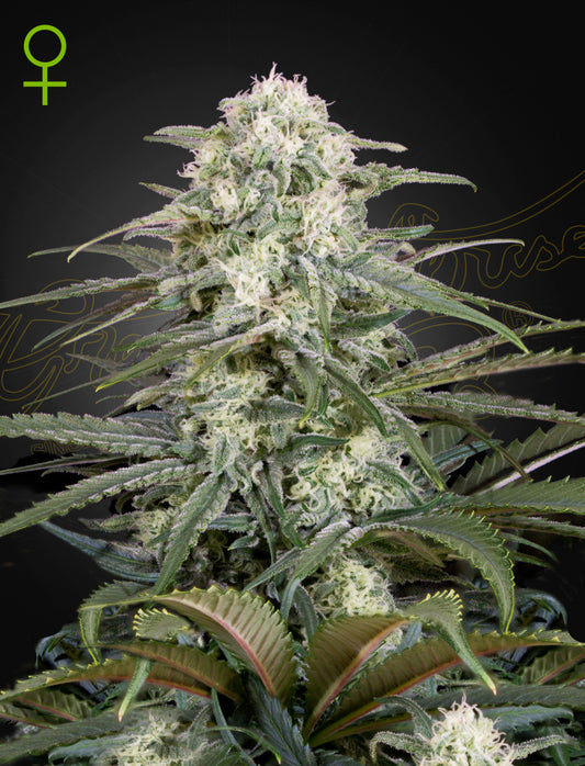 Auto Kalashnikova by Green House Seed Co.