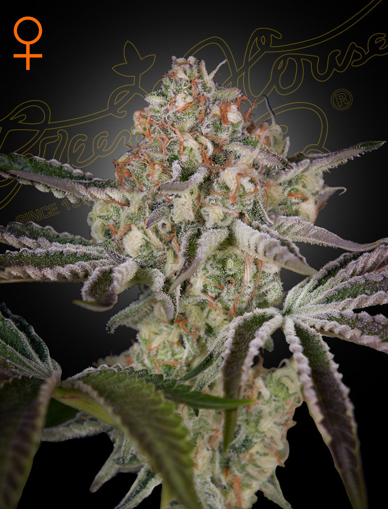 Great White Shark by Green House Seed Co.