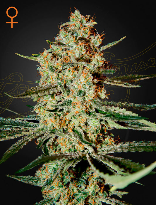 Himalaya Gold by Green House Seed Co.