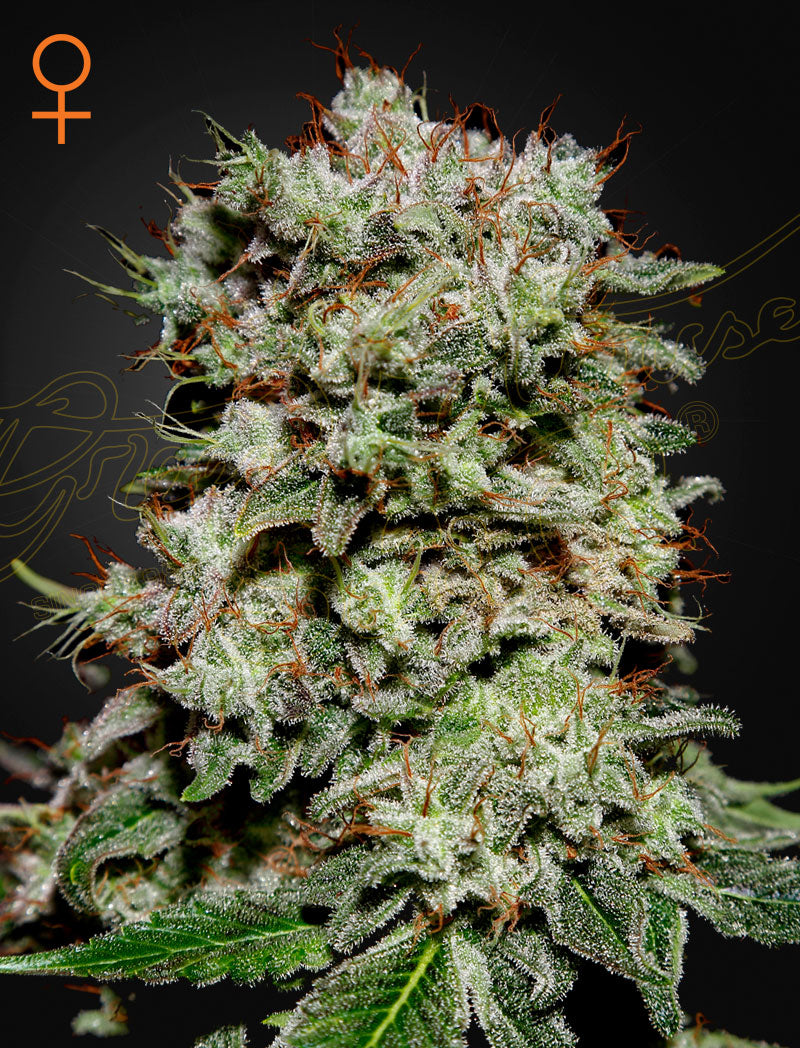 Kalashnikova by Green House Seed Co.