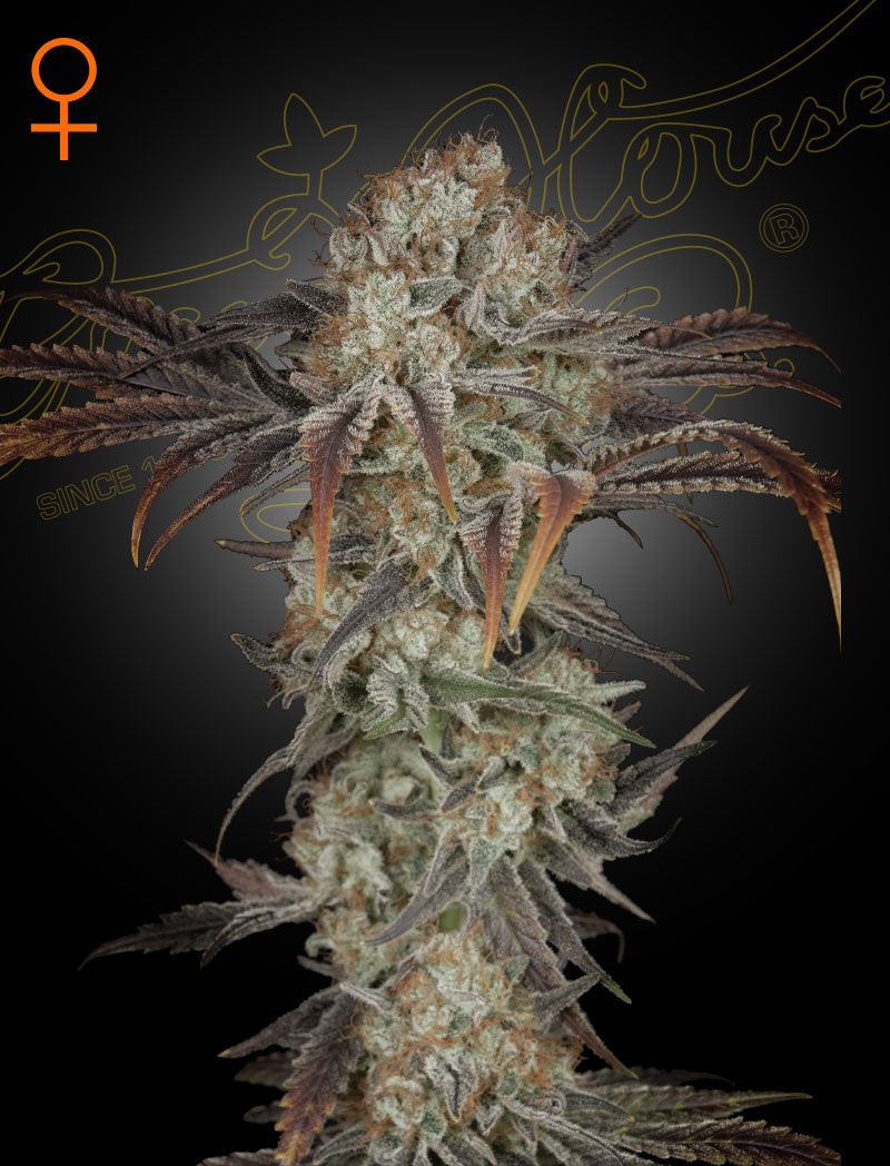 Money Maker by Strain Hunters