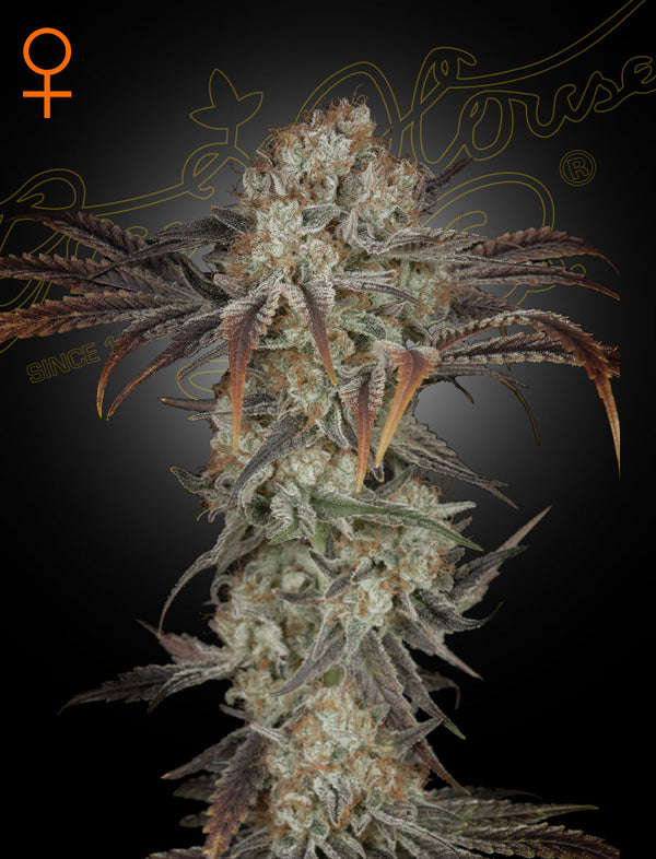 Money Maker by Strain Hunters