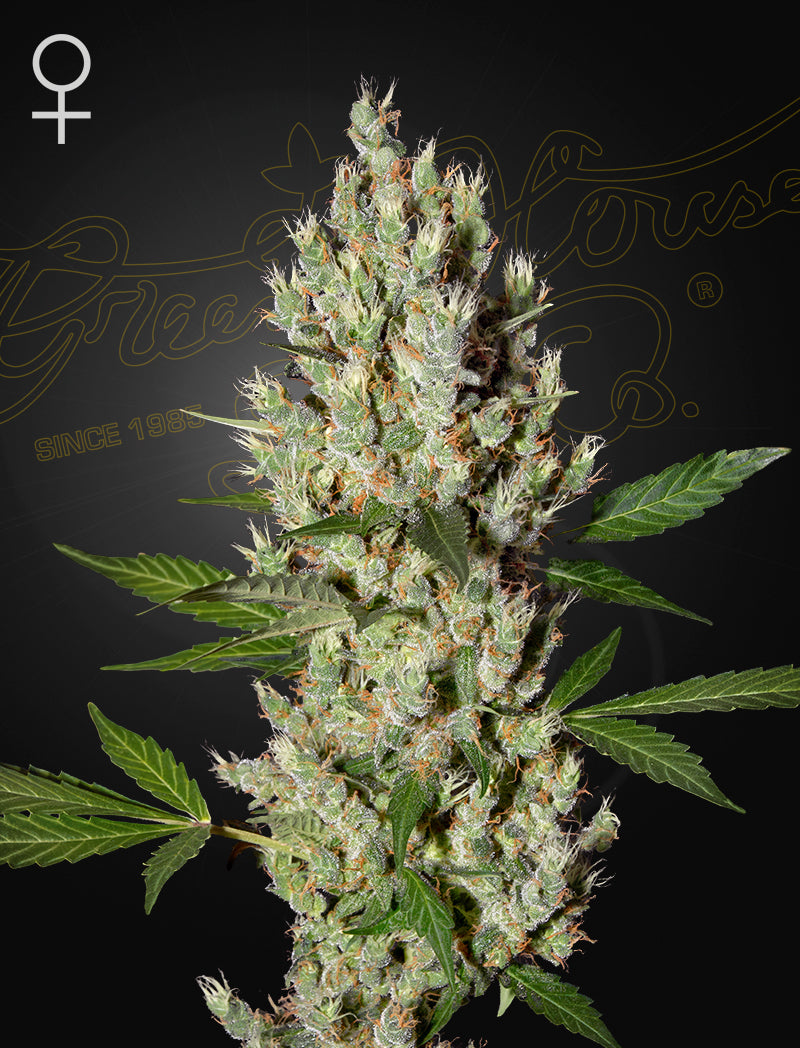 Moby Dick by Green House Seed Co.