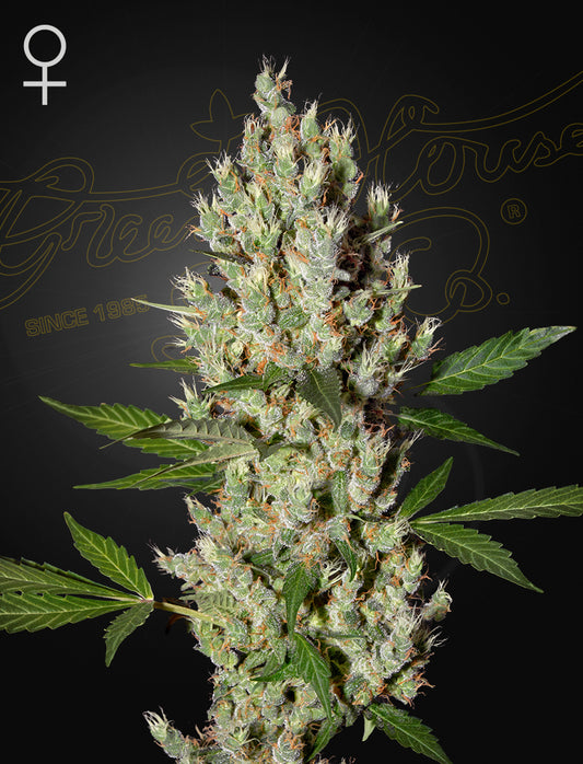 Moby Dick by Green House Seed Co.