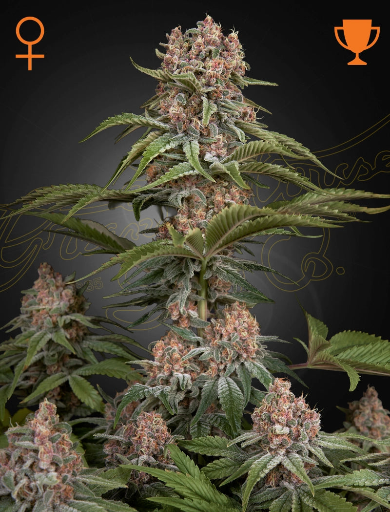 Pure Kush by Green House Seed Co.