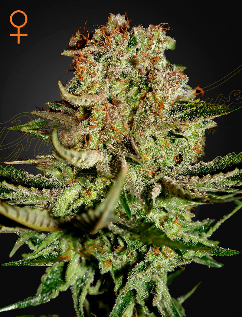 Super Bud by Green House Seed Co.