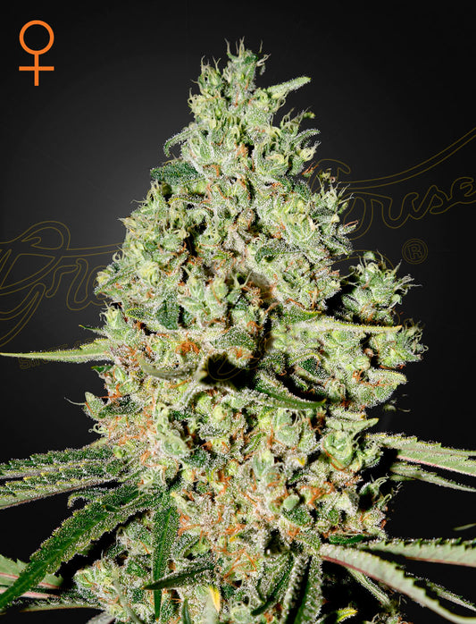 Super Critical by Green House Seed Co.