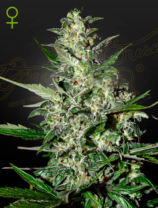 Auto Super Critical by Green House Seed Co.