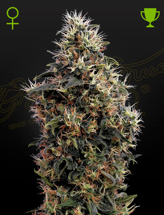 Auto Sweet Mango by Green House Seed Co.