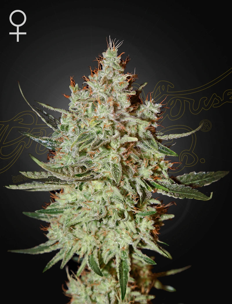 Trainwreck by Green House Seed Co.