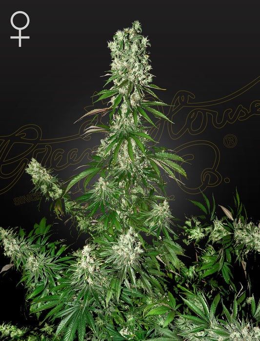 White Strawberry Skunk by Strain Hunters