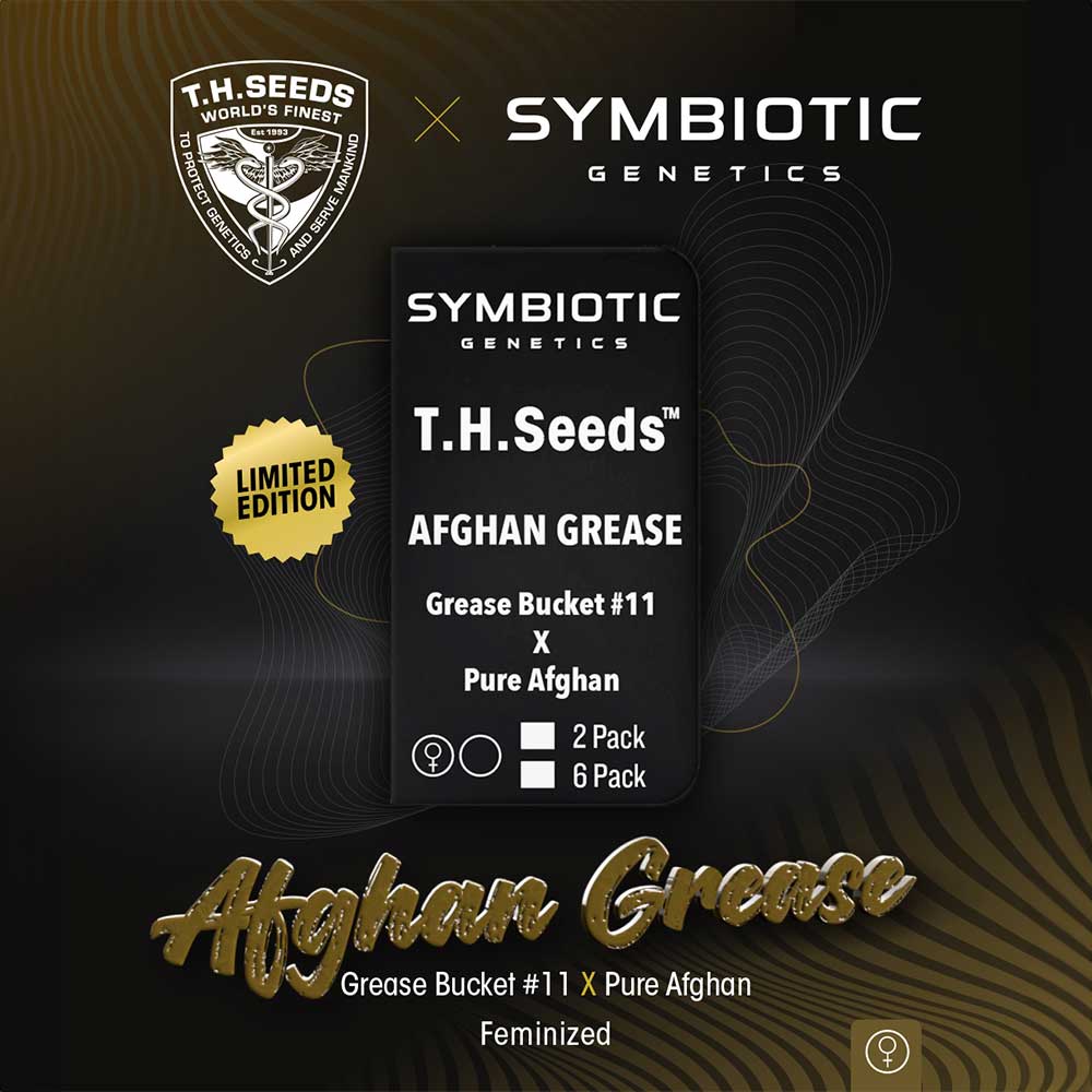 Afghan Grease by T.H.Seeds x Symbiotic Genetics
